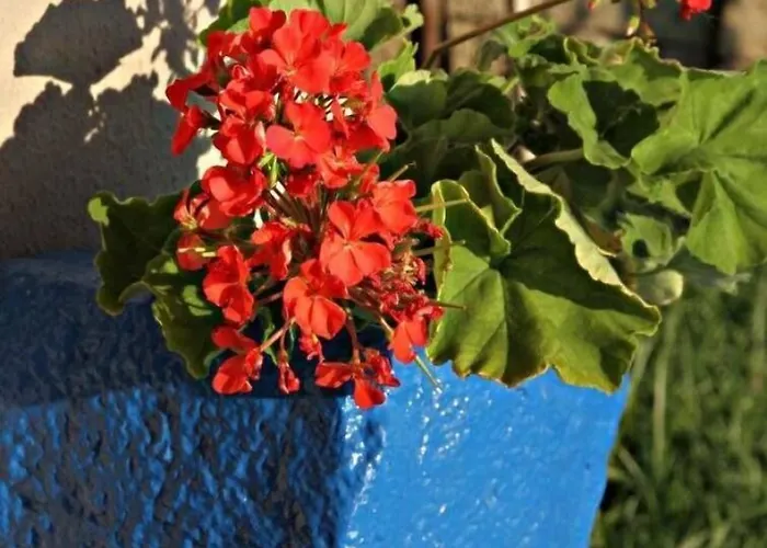 酒店 费尔内咖啡与早餐酒店